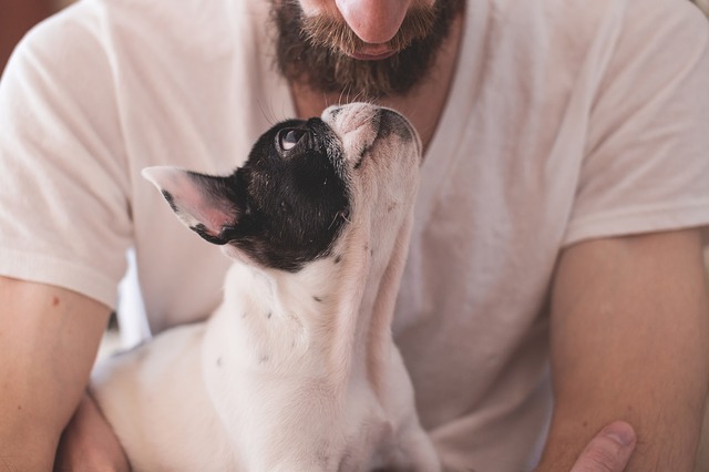 emotional support animal